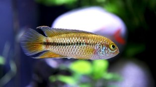 Bild eines Fisches von Leutner Kreativ - Garten - Zoo