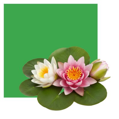 Unsere Leistungen für Ihren Gartenteich