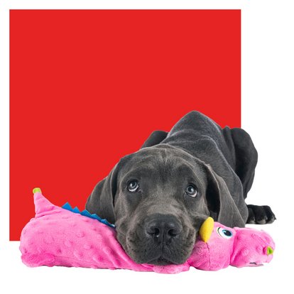 Unsere Leistungen für Ihren Hund