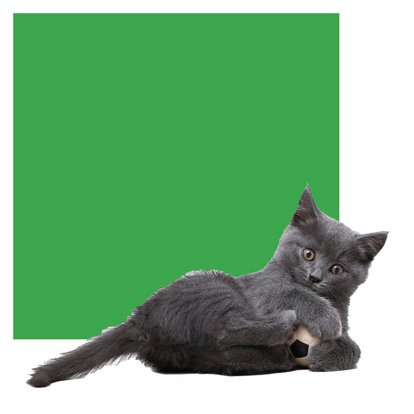 Unsere Leistungen für Ihre Katze