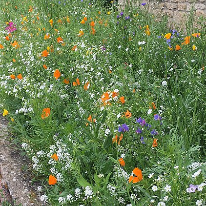 Samenmischung Bühler Blütenmeer
