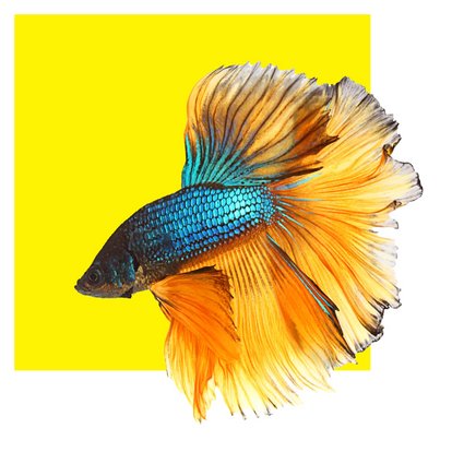 Unsere Leistungen im Bereich Aquaristik