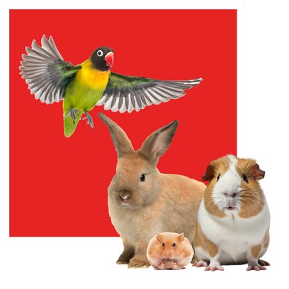 Unsere Leistungen für Ihr Kleintier