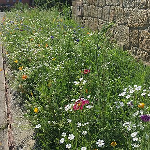 Samenmischung Bühler Blütenmeer
